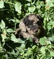 Standard Poodle 9 Chocolate Merle