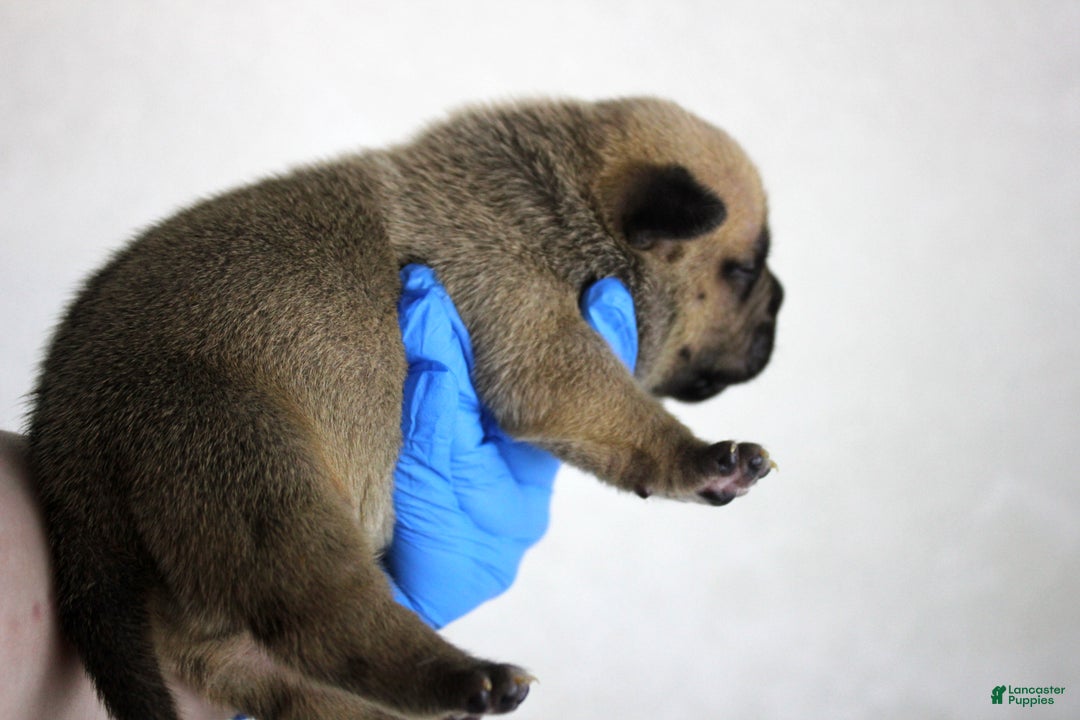 American Bully dogs for sale: Lilac Female - Ad 12