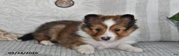 Shetland Sheepdog dogs for sale: Pepper - Ad 4