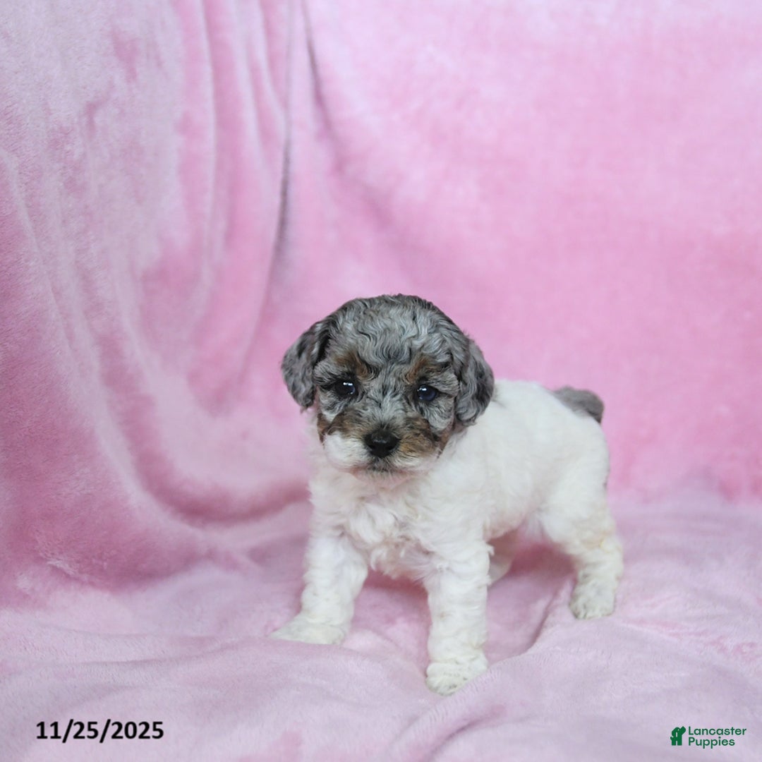 Toy Poodle dogs for sale: Karina - Ad 4