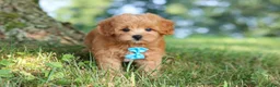 Maltipoo dogs for sale: Conner - Ad 11