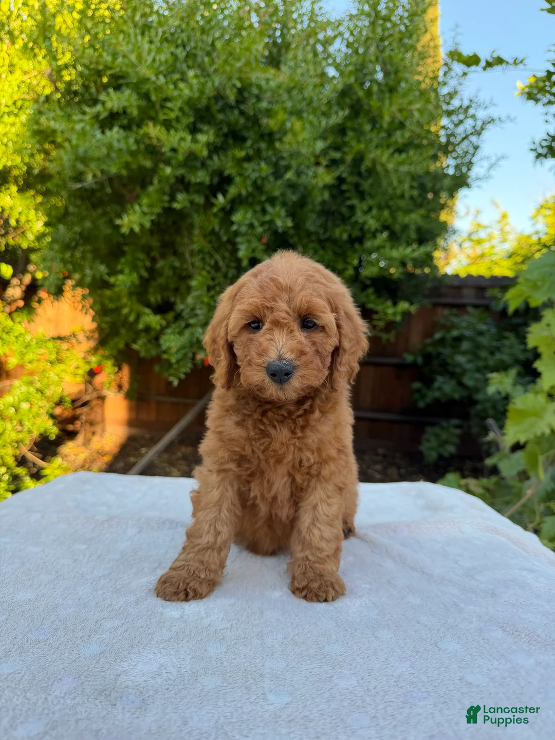 Goldendoodle dogs for sale: Orange - Ad 1
