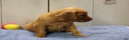 Golden Retriever dogs for sale: Orville - Ad 3