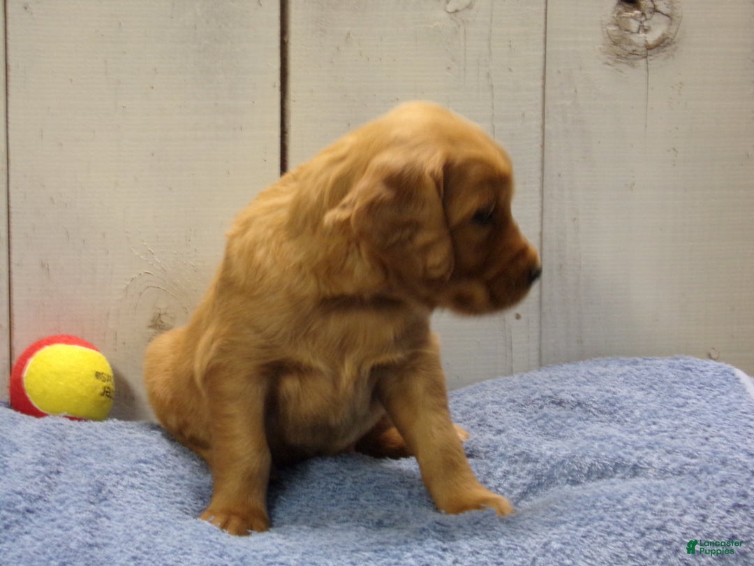 Golden Retriever dogs for sale: Orville - Ad 3