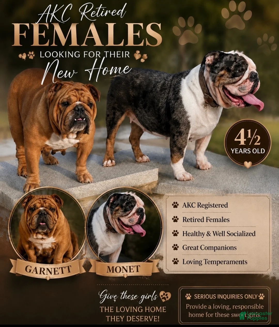 English Bulldog dogs for sale: Garnett  - Ad 4