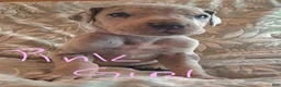 Great Dane dogs for sale: Light Pink Collar Female  - Ad 5