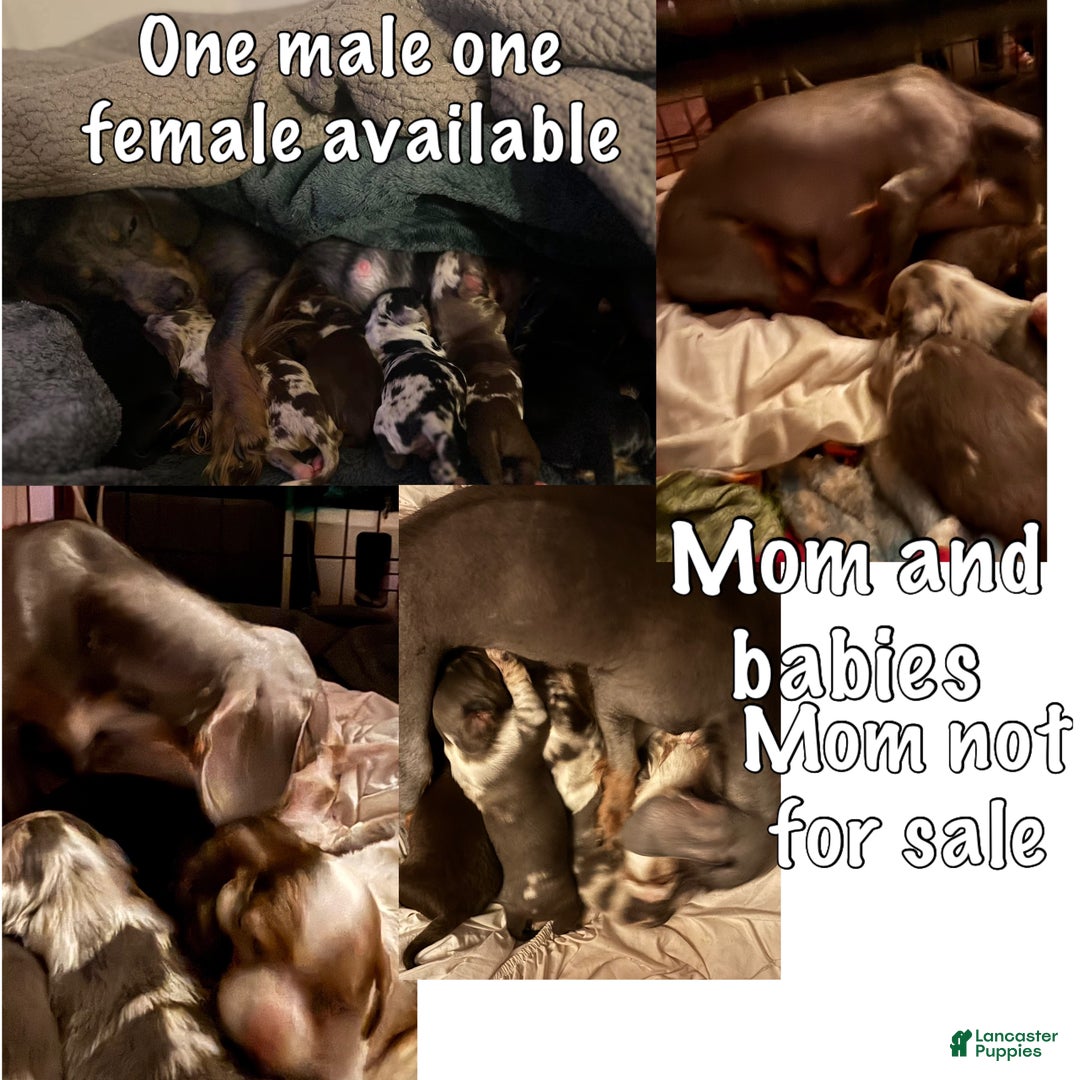 Miniature Dachshund dogs for sale: Miniature Dachshund Puppy 1 - Ad 8