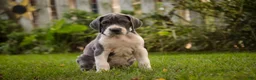 Great Dane dogs for sale: Celestia Great Dane  - Ad 12