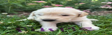 Golden Retriever 5
