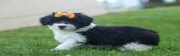 Corgipoo dogs for sale: NORMAN - Ad 6