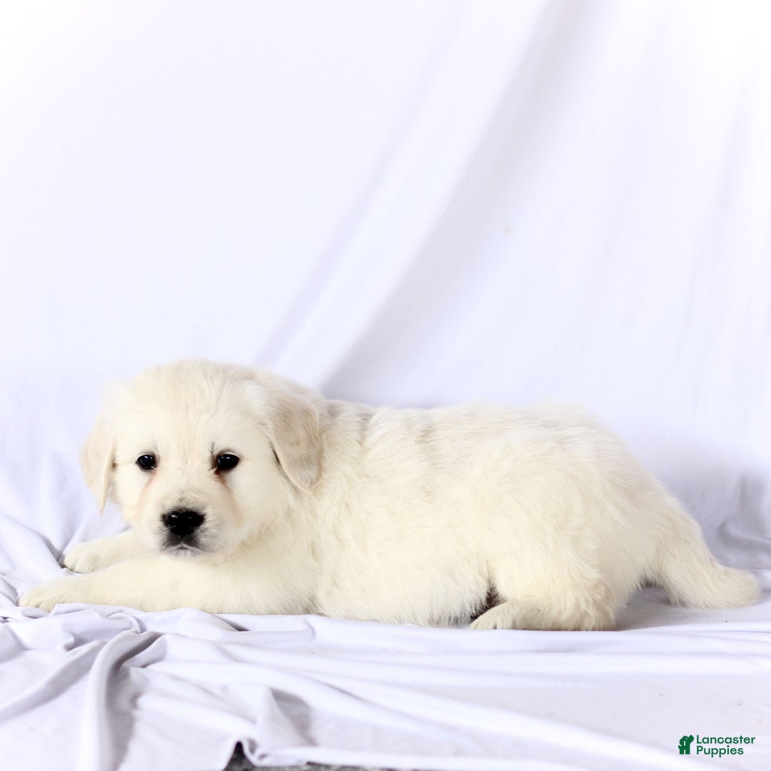 Golden Retriever dogs for sale: Scout  - Ad 3