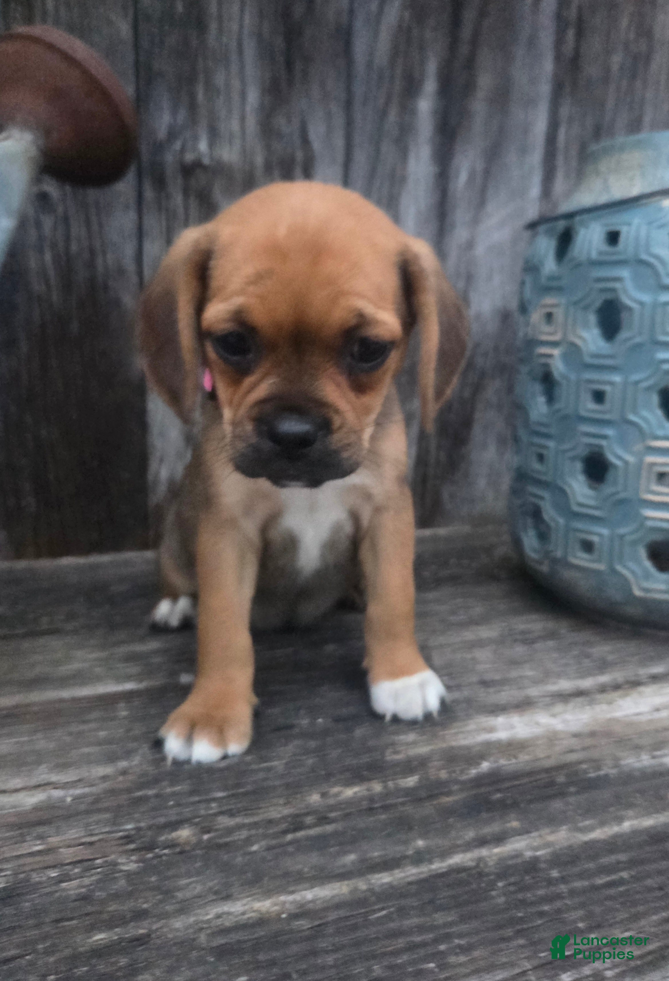 Puggle dogs Sophie - Ad 2