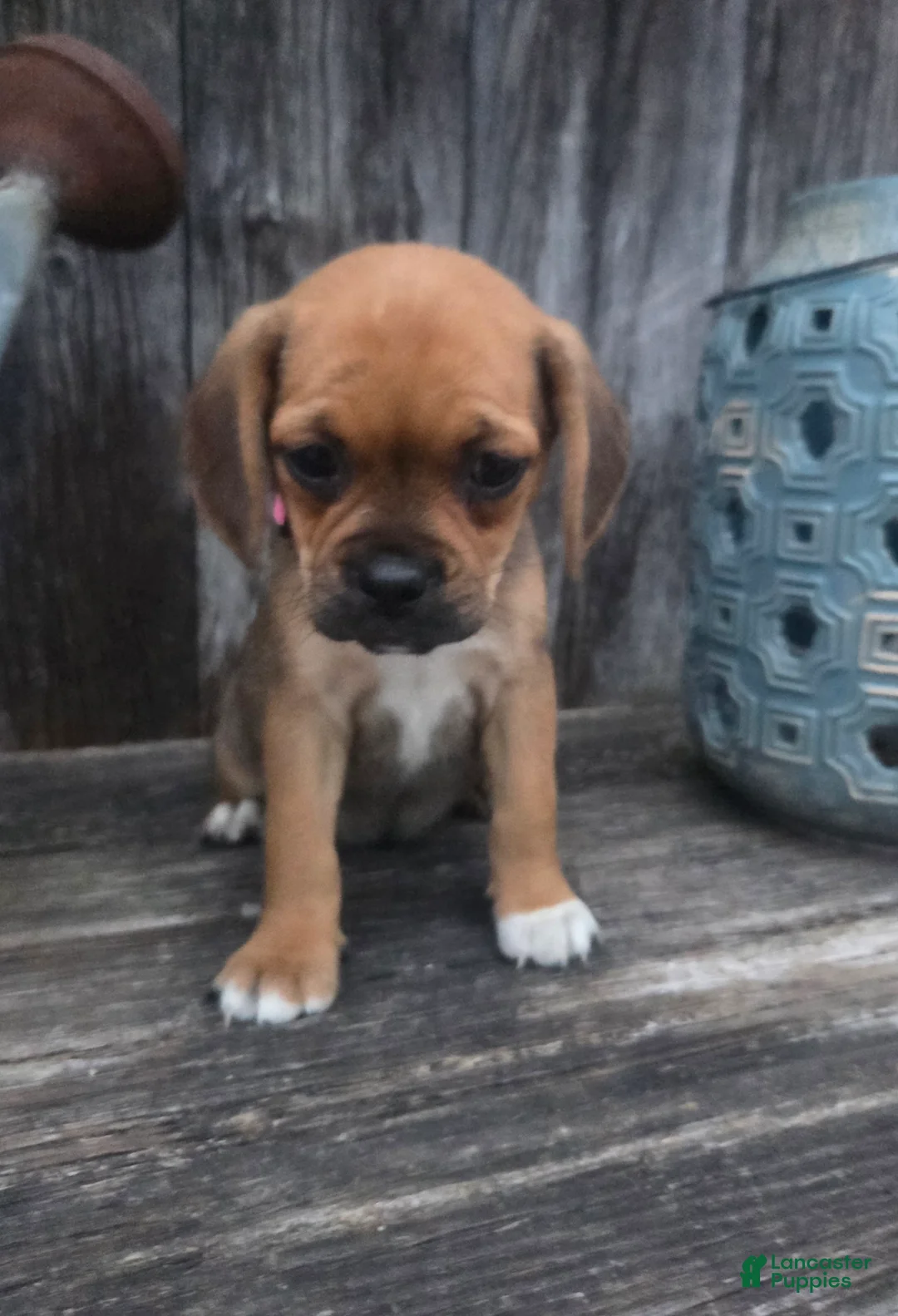 Puggle dogs for sale: Sophie - Ad 2