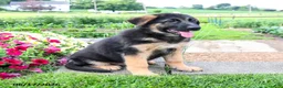 Mixed Breed dogs for sale: River  - Ad 5