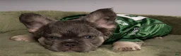 French Bulldog dogs for sale: MANGO - Ad 3