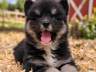 Pomsky dogs Kuma (Yellow Collar) - Ad 14