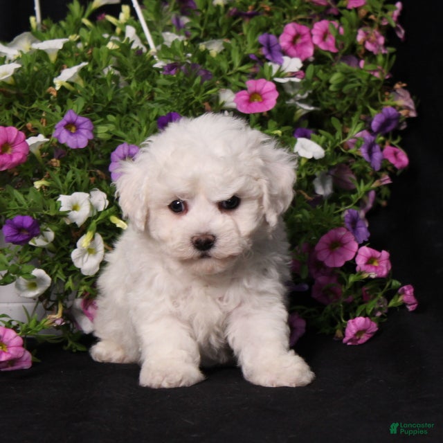 Bichon Frise dogs Kristy - Ad 1