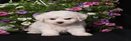Bichon Frise dogs for sale: Kristy - Ad 1