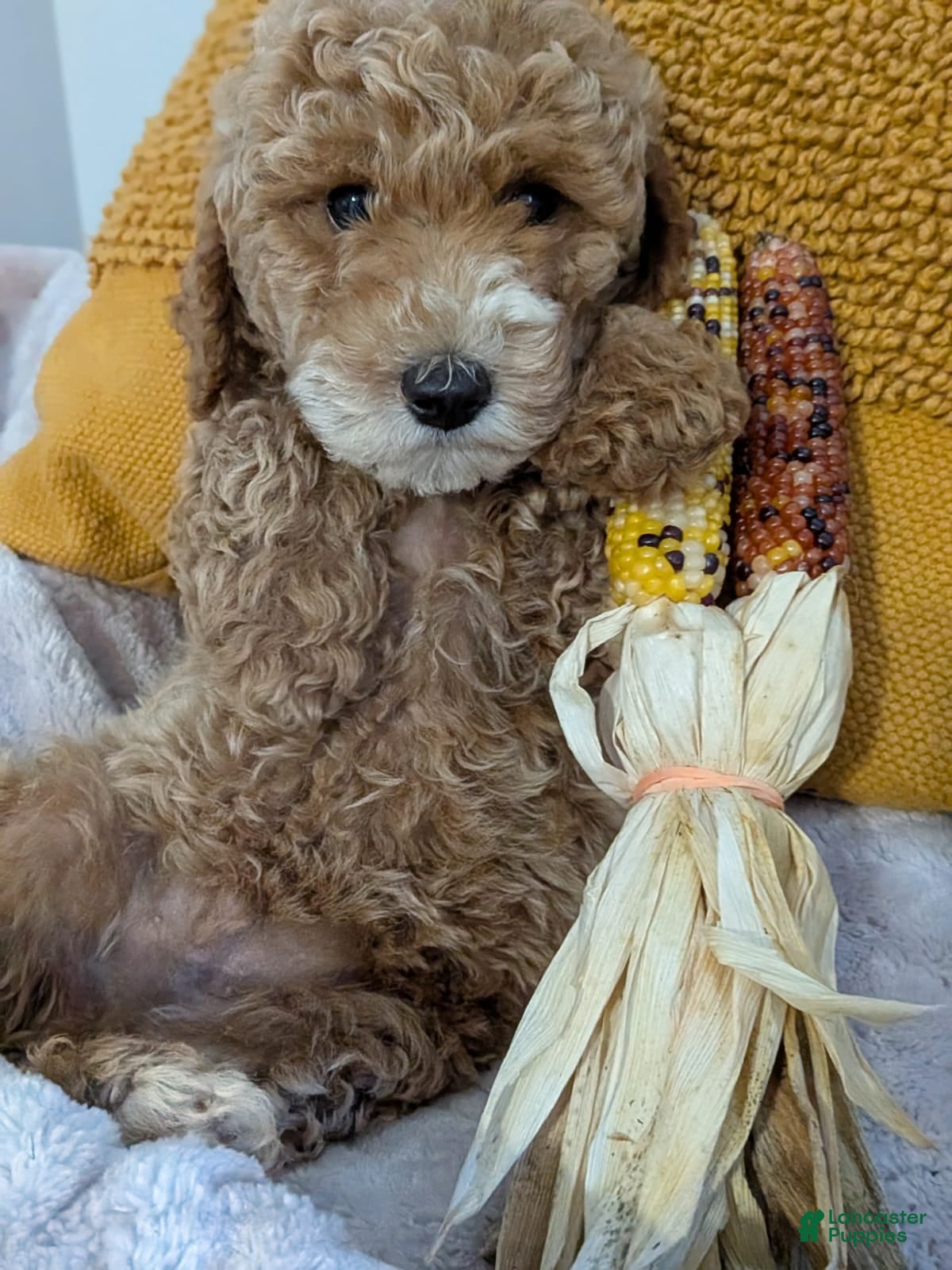 Miniature Poodle dogs Flynn  - Ad 2