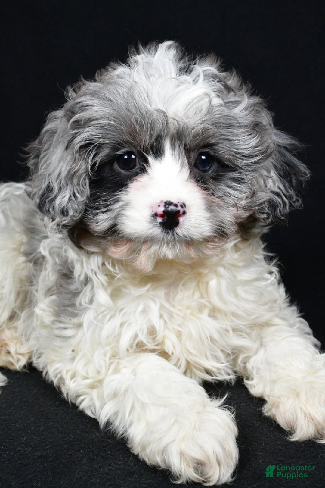 Cavapoo dogs for sale: Cavapoo Puppy 2 - Ad 4