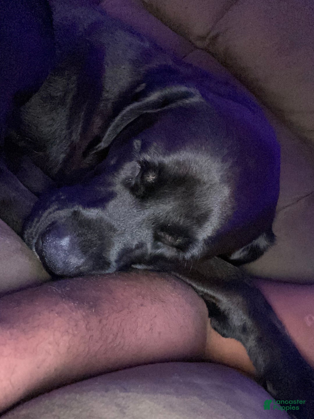 Mixed Breed dogs for sale: Mixed Breed Puppy 1 - Ad 6