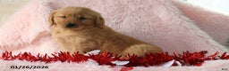Golden Retriever dogs for sale: Lacey - Ad 3