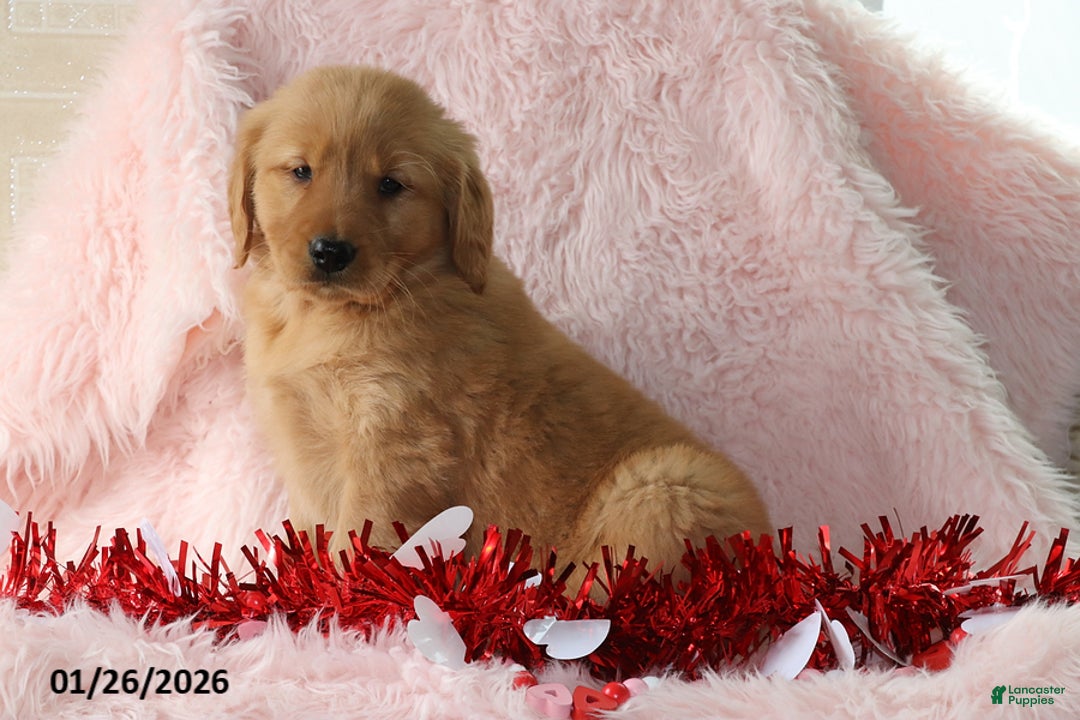 Golden Retriever dogs for sale: Lacey - Ad 3