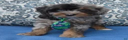Mini Aussiedoodle dogs for sale: Mini Acher - Ad 7