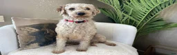 Goldendoodle dogs for sale: KELLY - Ad 4