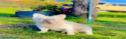 French Bulldog dogs for sale: Bella Frenchie Puppy - Ad 4
