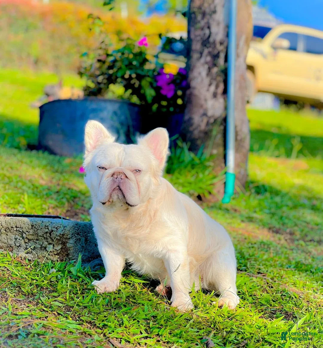 French Bulldog dogs for sale: Bella Frenchie Puppy - Ad 4