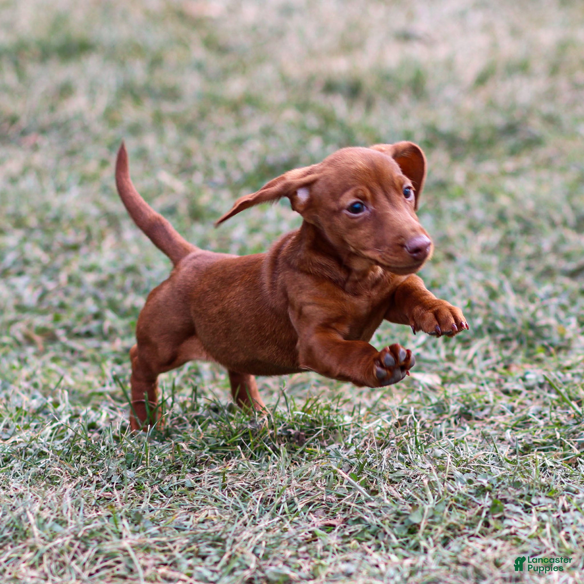 Miniature Dachshund dogs Clara - Ad 1
