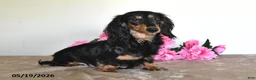 Miniature Dachshund dogs for sale: Bingo - Ad 6