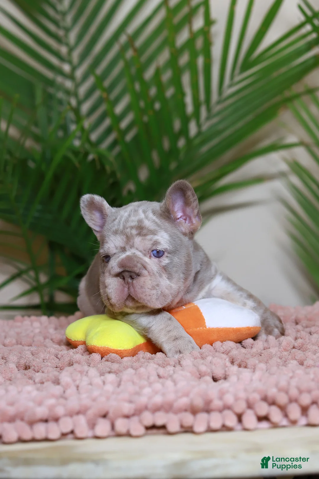 French Bulldog dogs for sale: ROXI - Ad 6