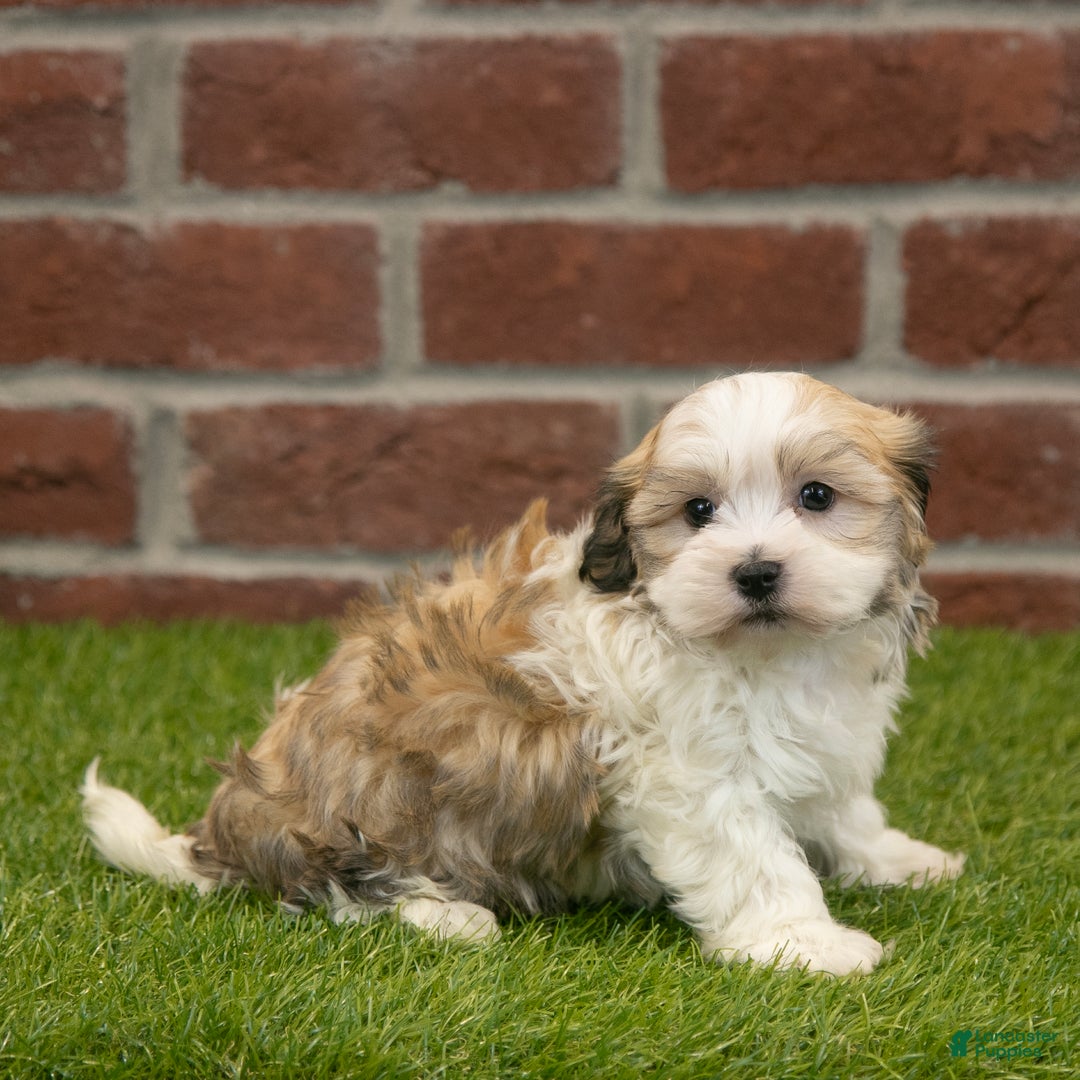 Havapoo dogs for sale: Barney - Ad 8