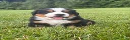 Bernese Mountain Dog dogs for sale: Kipper - Ad 4