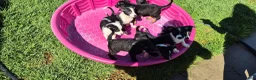 Mixed Breed dogs for sale: Mixed Breed 1 - Ad 2