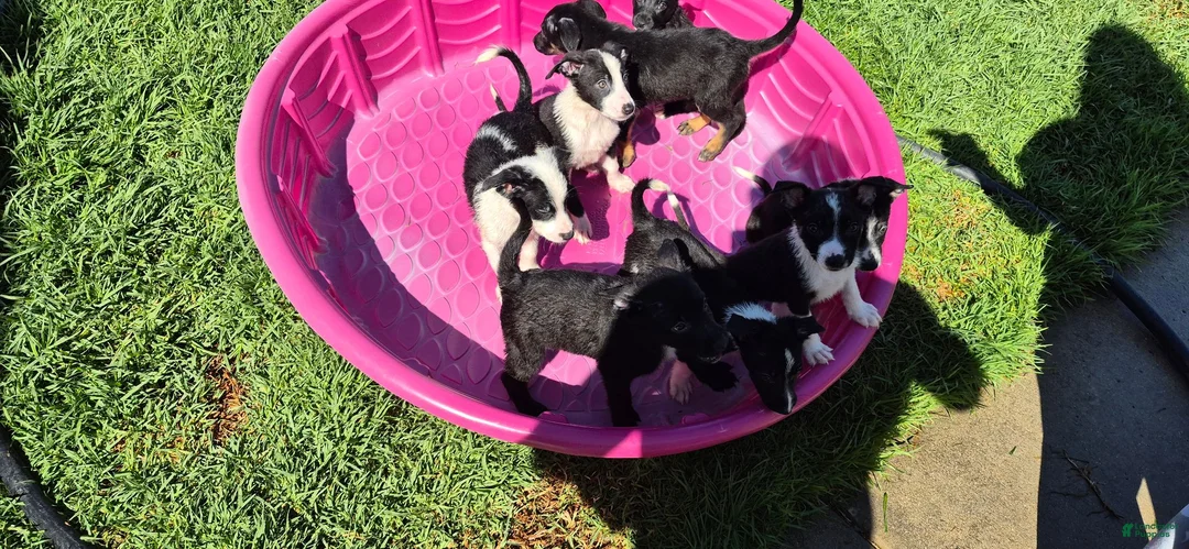 Mixed Breed dogs for sale: Mixed Breed 1 - Ad 2