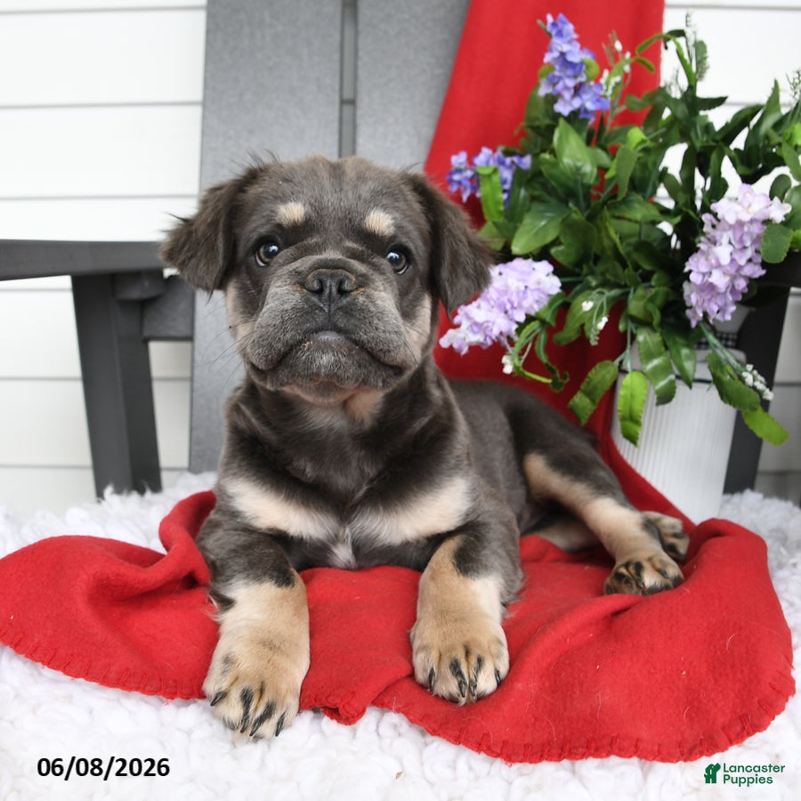 French Bulldog dogs Hetty - Ad 1