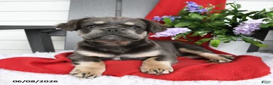 Hetty