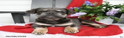French Bulldog dogs for sale: Hetty - Ad 1