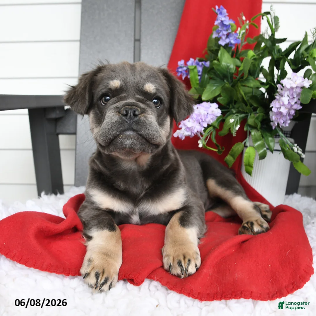 French Bulldog dogs for sale: Hetty - Ad 1