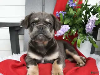 French Bulldog dogs for sale: Hetty - Ad 1