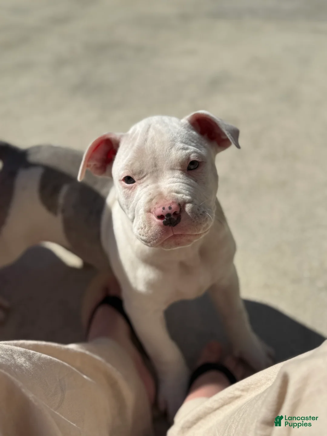 Mixed Breed dogs for sale: Mixed Breed Puppy 1 - Ad 4