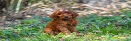 Goldendoodle dogs for sale: Chloe - Ad 3