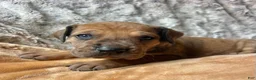 Great Dane dogs for sale: Dino - Ad 2