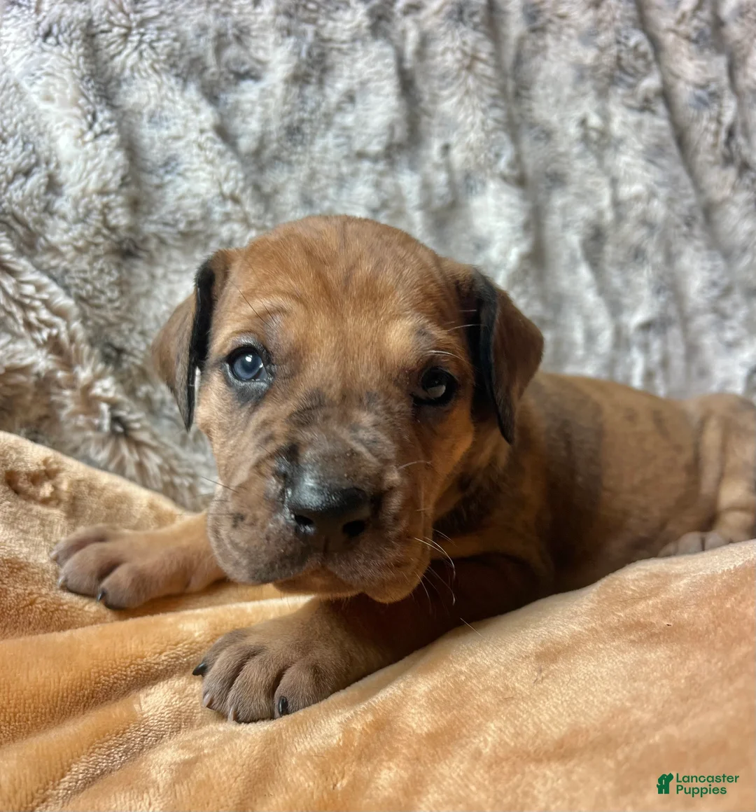 Great Dane dogs for sale: Dino - Ad 2