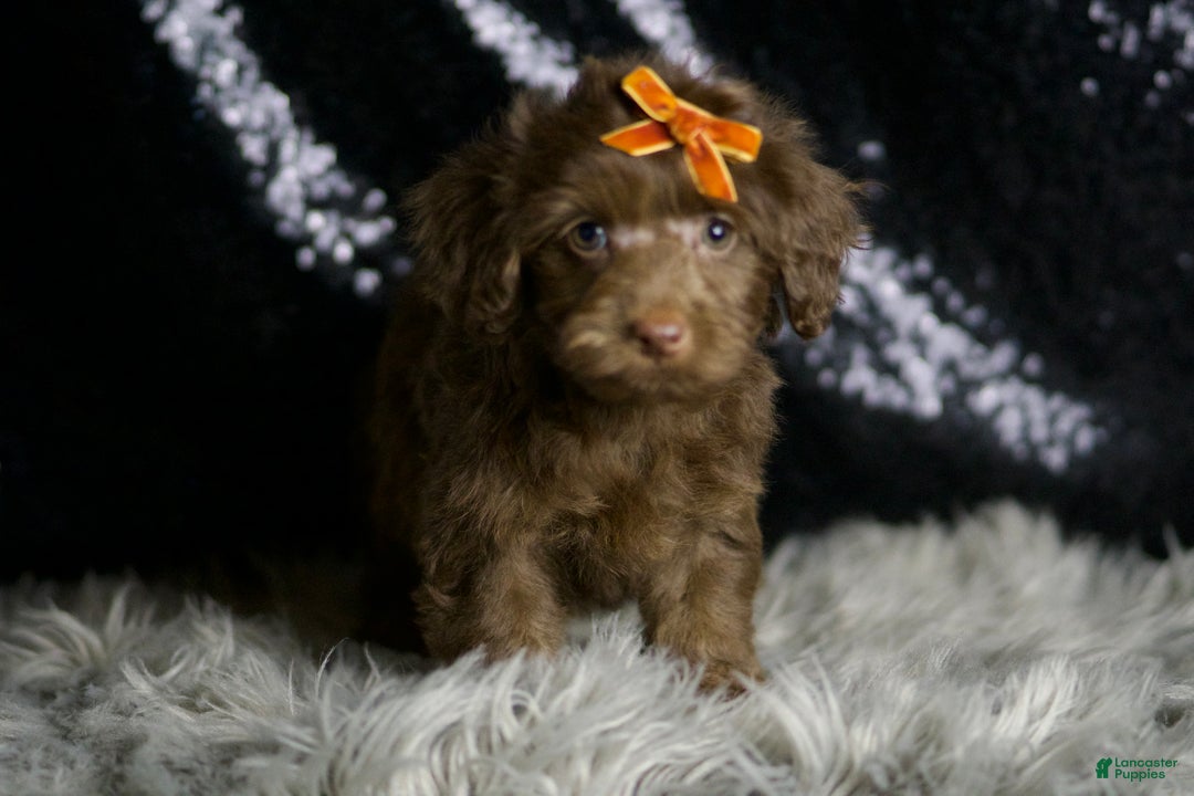 Yorkiepoo dogs for sale: choco - Ad 2