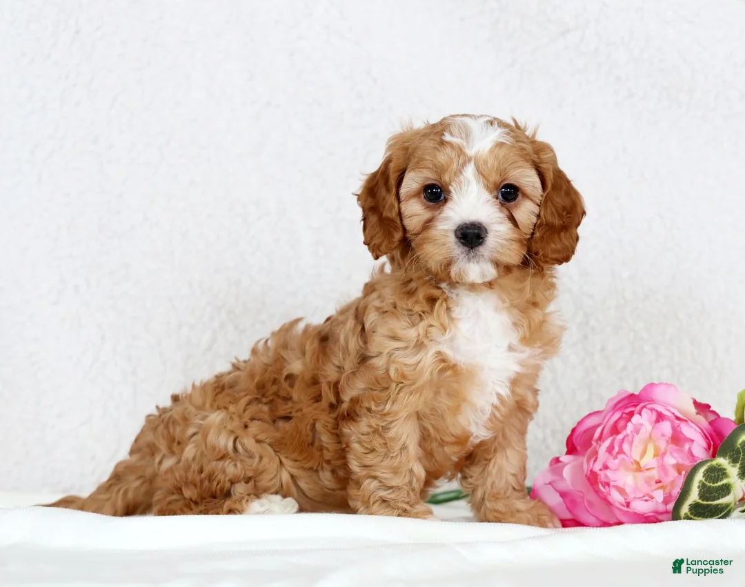Cavapoo dogs for sale: Crystal - Ad 1