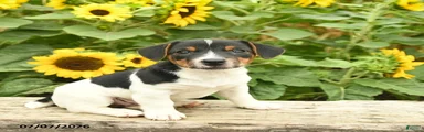 Daisy 